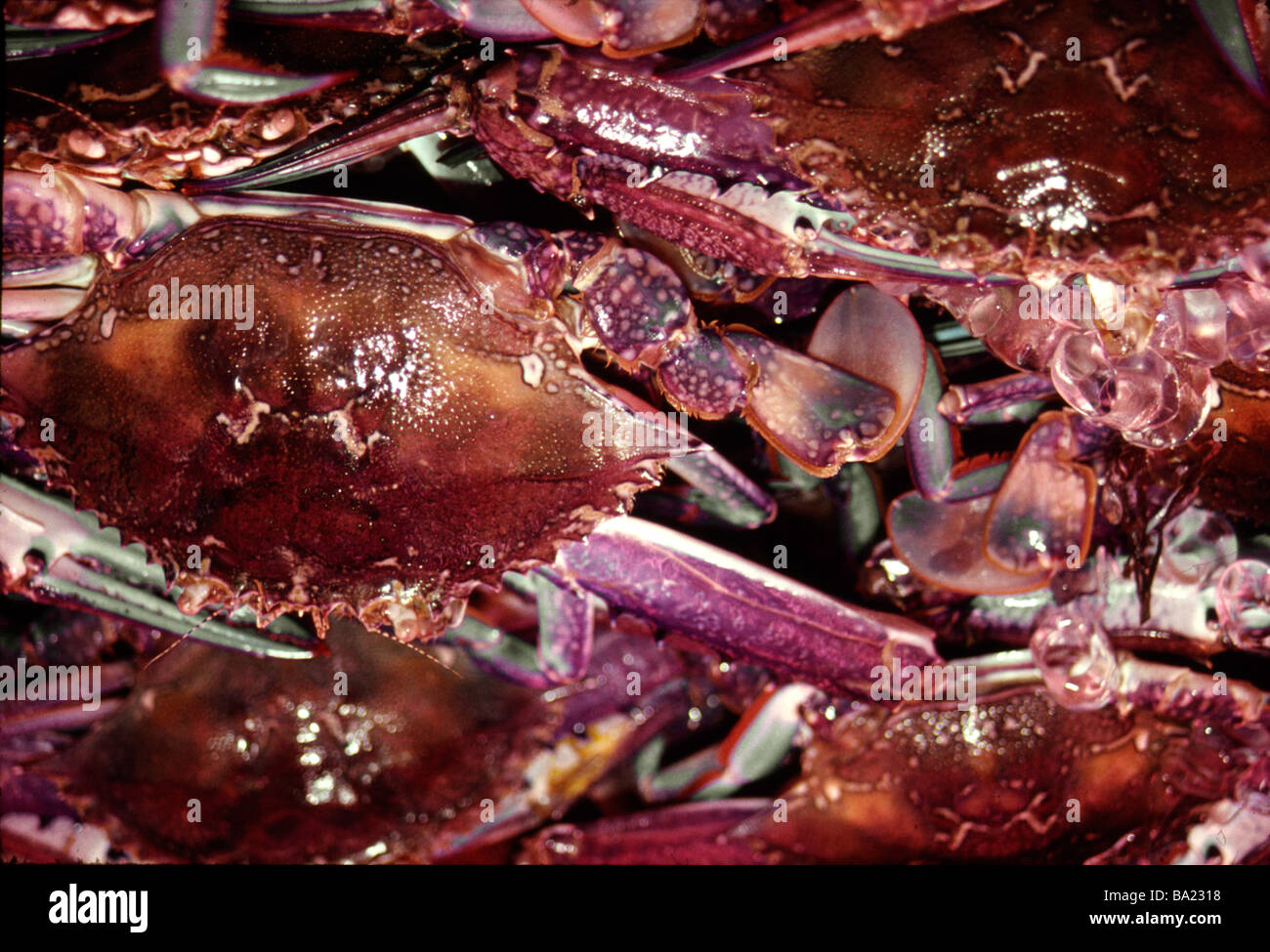 Blau-Schwimmer Krabben zum Verkauf in Sydney Fischmarkt Australien Stockfoto