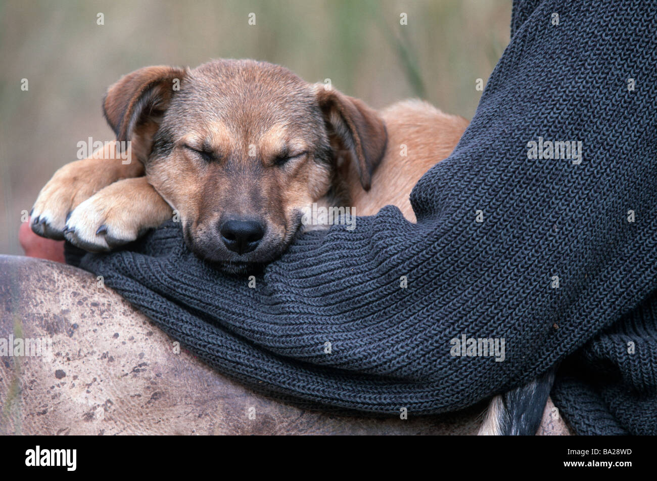 Cowboy sitzt Hund junge Detail hält Mann Seil-Pullover Chaps ist Lederbekleidung Tier Säugetier half-breed-Hund Welpen wachen Stockfoto