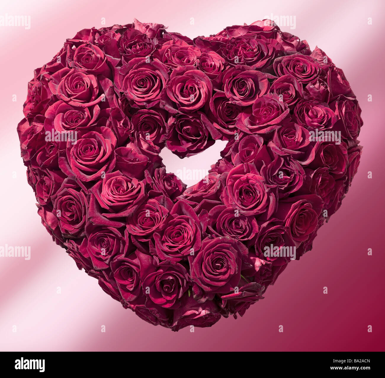 Herz Rose Bluht Rot Blumen Rosen Bluhen Kopfe Gebunden Herzform Blute Herz Rose Herz Botanik Symbol Liebe Liebe Symbol Schonheit Stockfotografie Alamy