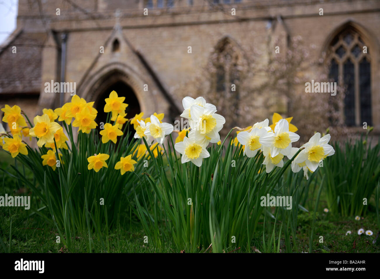 Gelbe Feder Narzissen in St Marys Allerheiligen Kirche Nassington Dorf Northamptonshire County England Uk Stockfoto