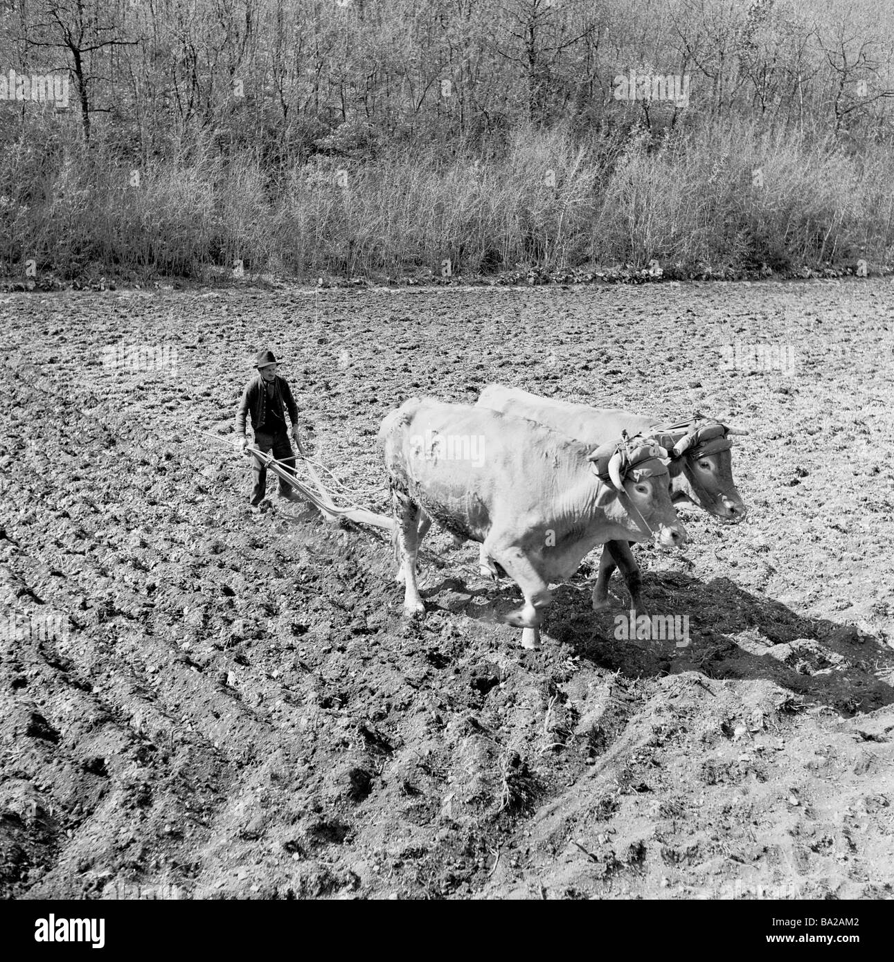 Landwirtschaft in den 1950s, Ein männlicher Landwirt mit zwei Ochsen, um eine Hand-Boden Umzug Farm Anbaugerät, ein traditioneller Pflug, durch ein Feld ziehen, Frankreich. Stockfoto