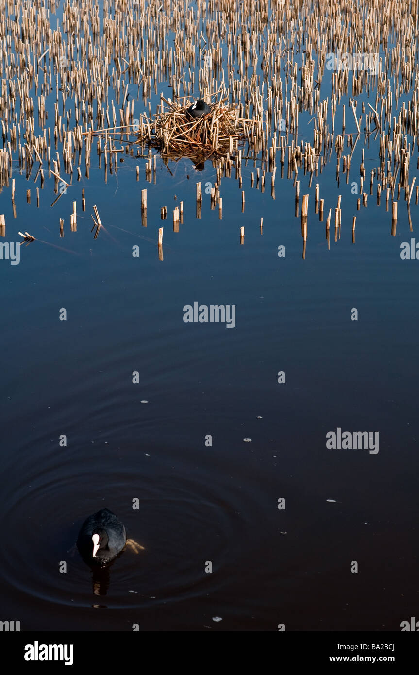 Blässhuhn-Nest und Schilf auf dem Wasser Stockfoto