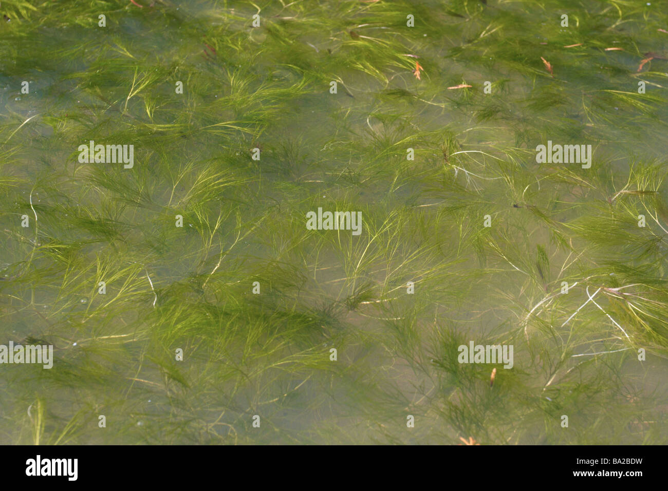 Wasserpflanze, Wassergarten, Algen Stockfoto