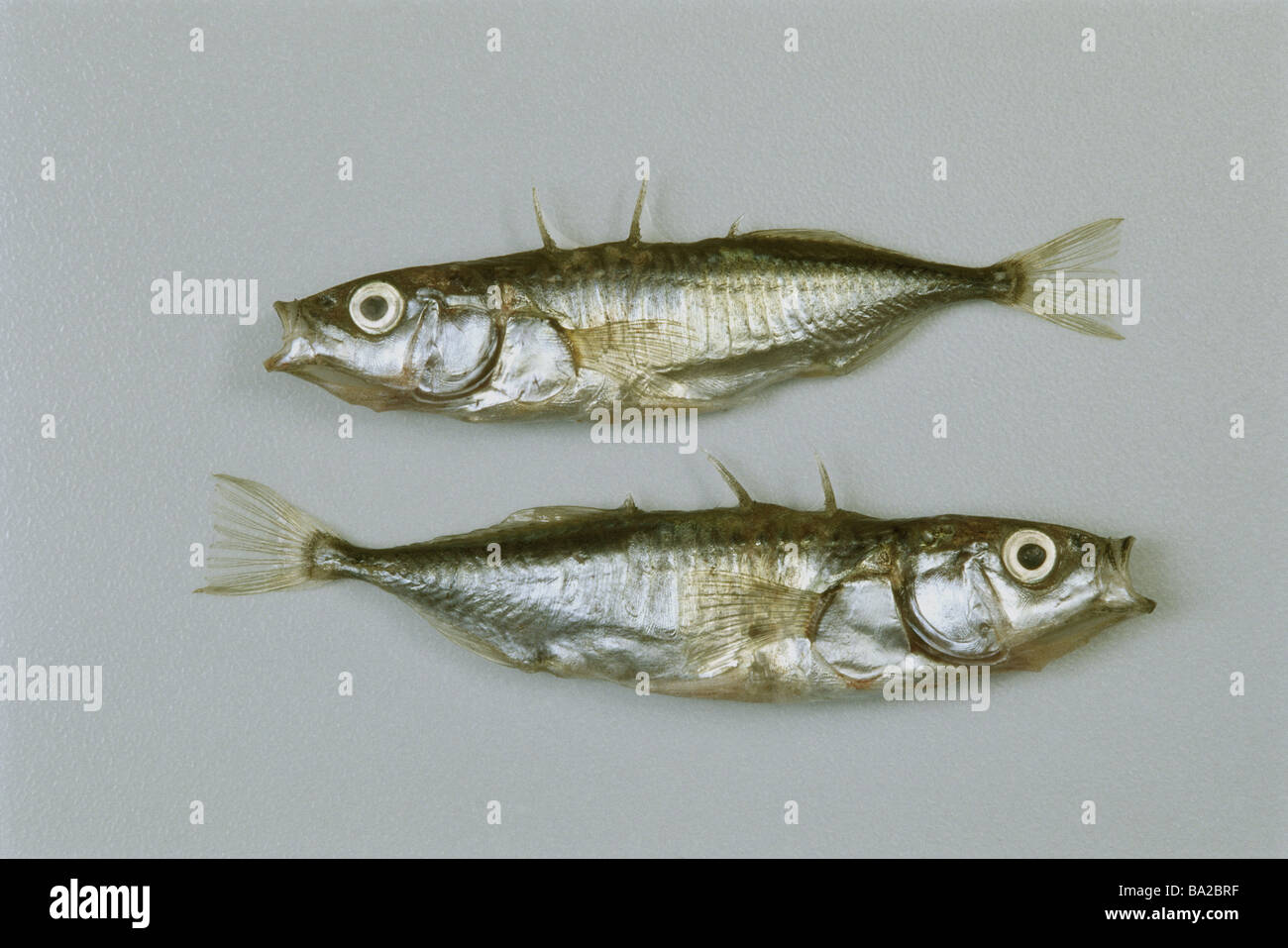 Dreistachlige Stichlinge Gasterosteus Aculeatus zwei tote Tiere Fisch Knochen-Symbol Haul Angeln Angelruten Fischfutter Stockfoto