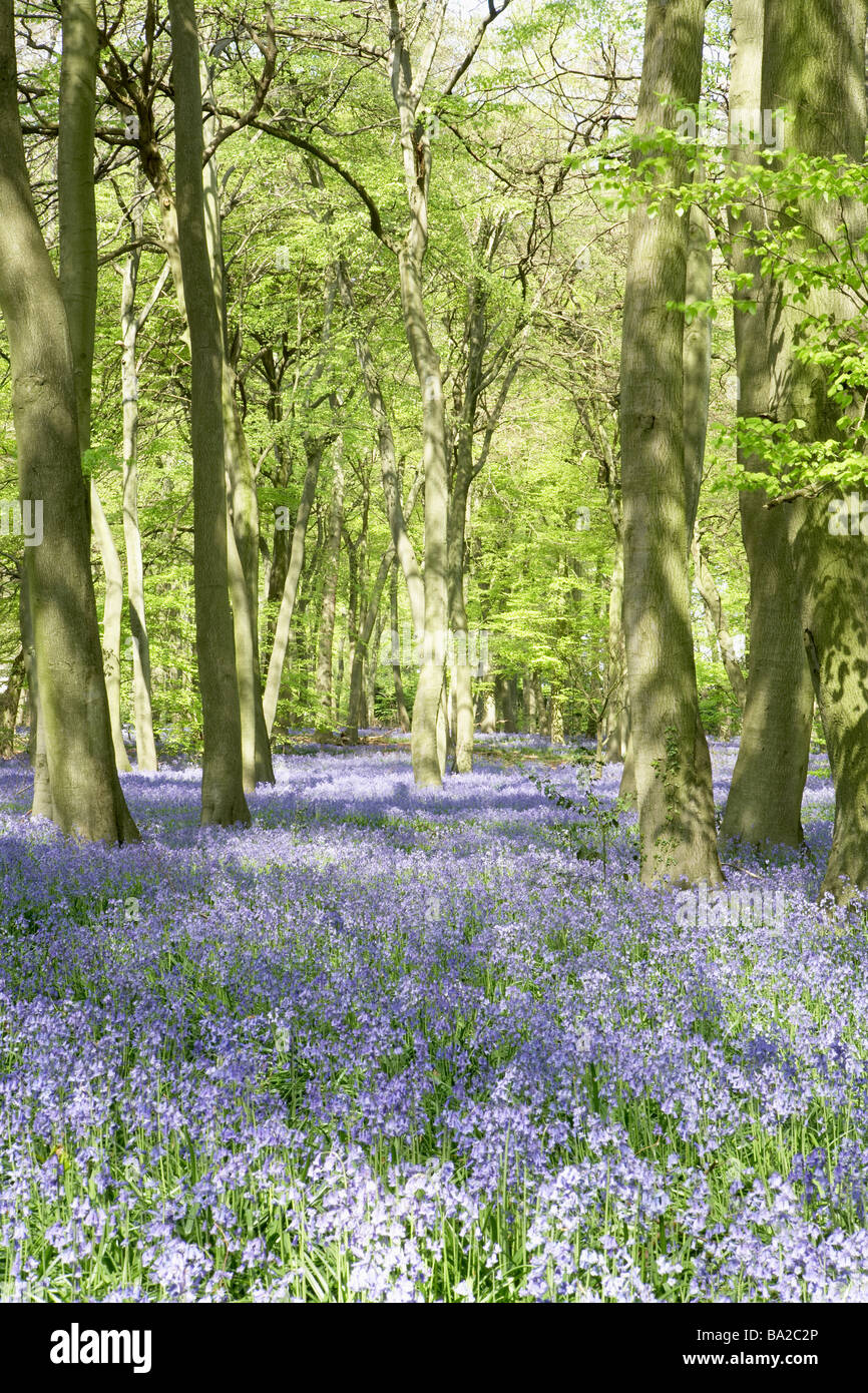 Glockenblumen wachsen im Wald Stockfoto