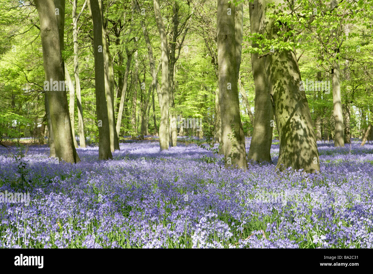 Glockenblumen wachsen im Wald Stockfoto