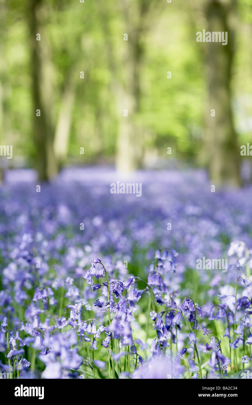 Glockenblumen wachsen im Wald Stockfoto