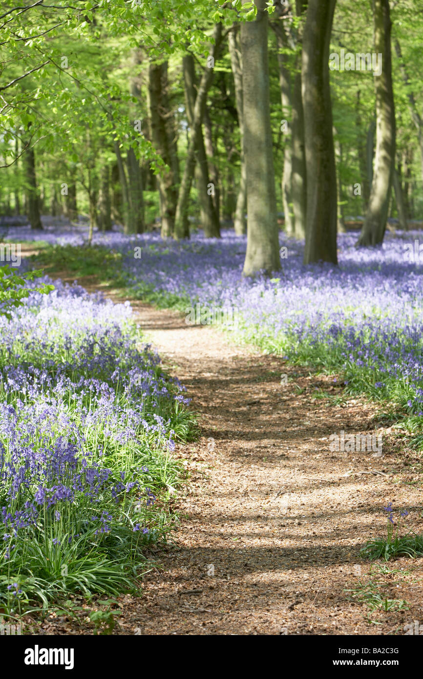 Glockenblumen wachsen im Wald Stockfoto