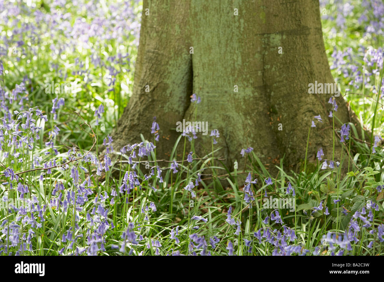 Glockenblumen wachsen im Wald Stockfoto