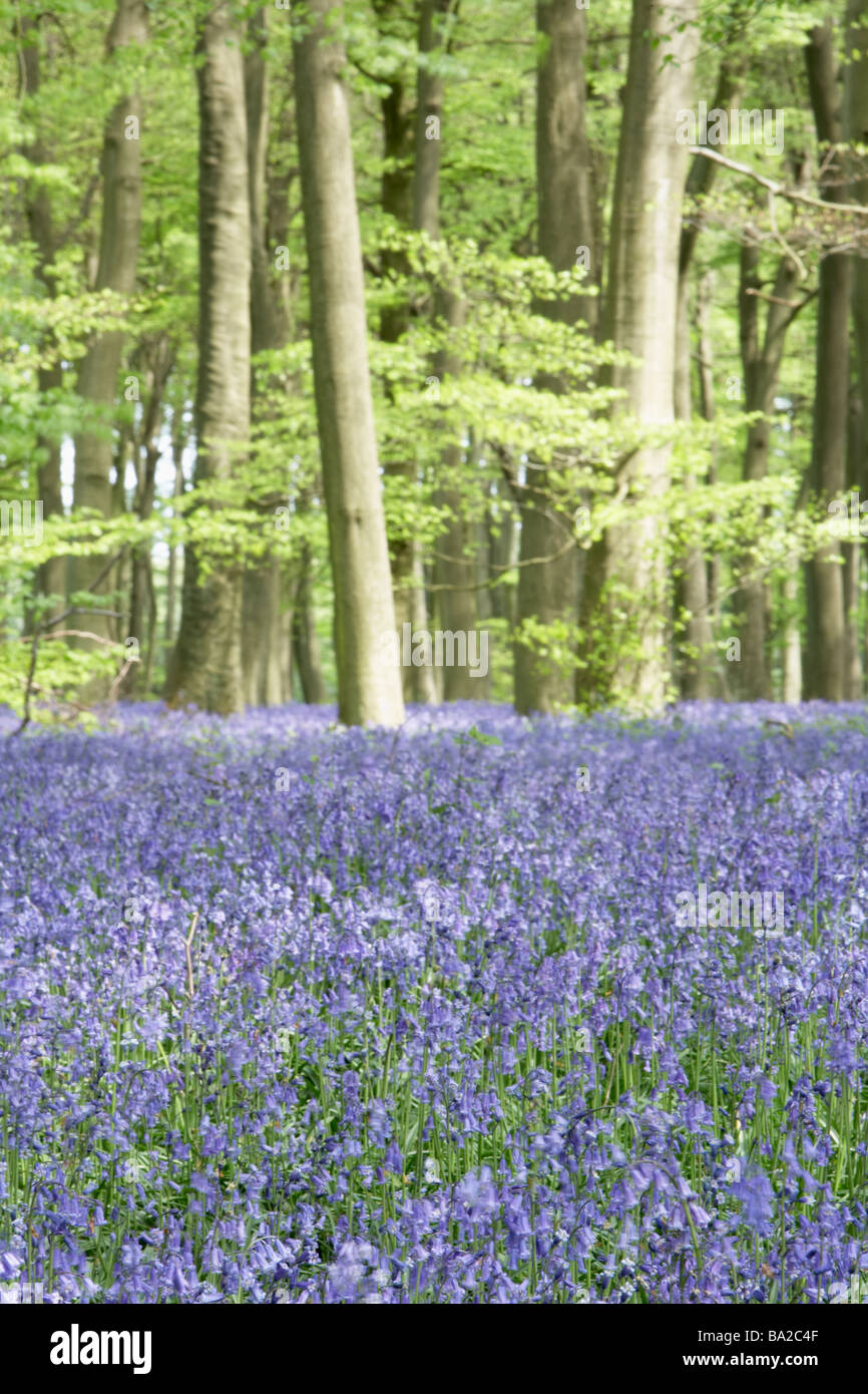 Glockenblumen wachsen im Wald Stockfoto