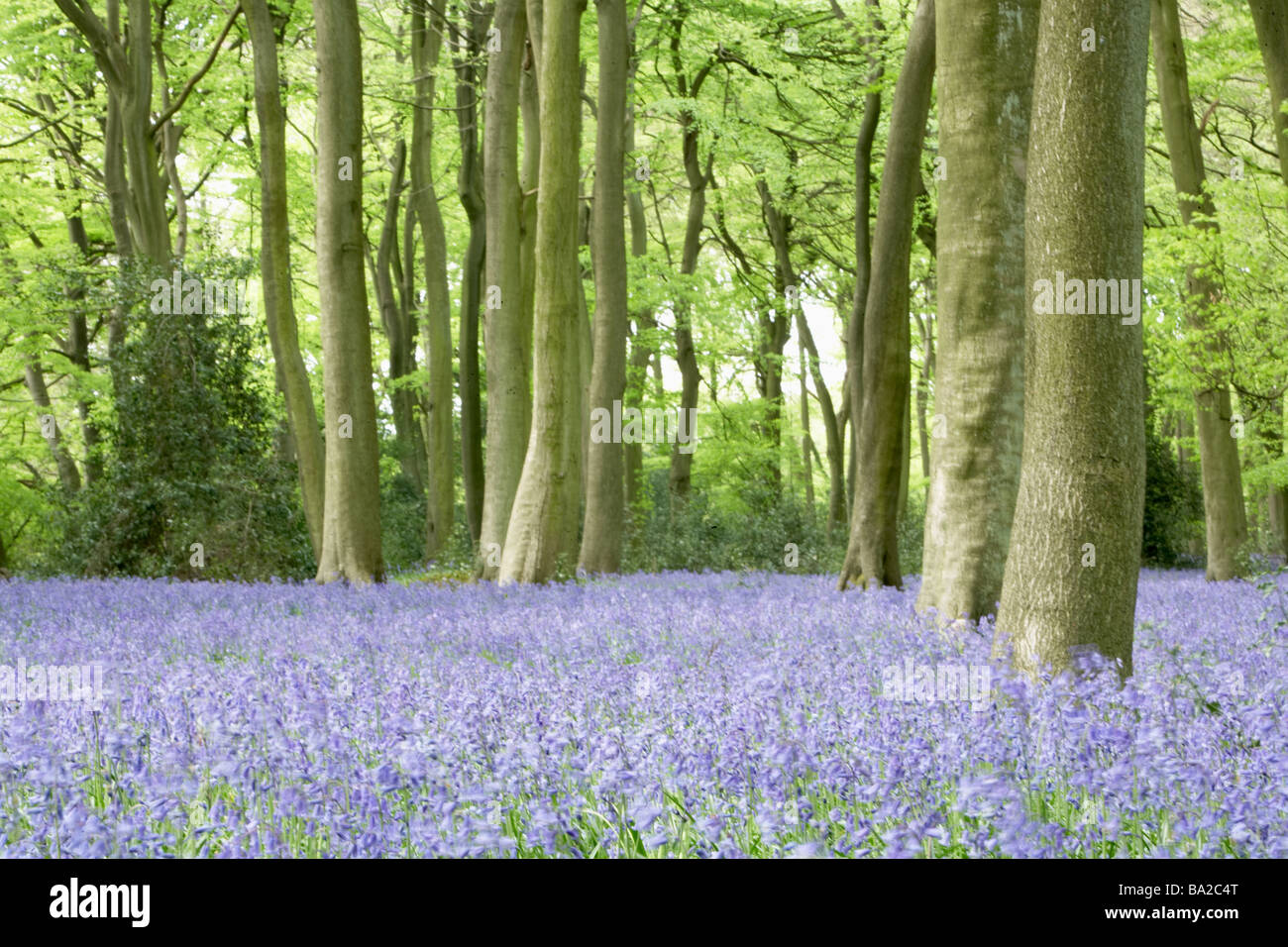 Glockenblumen wachsen im Wald Stockfoto