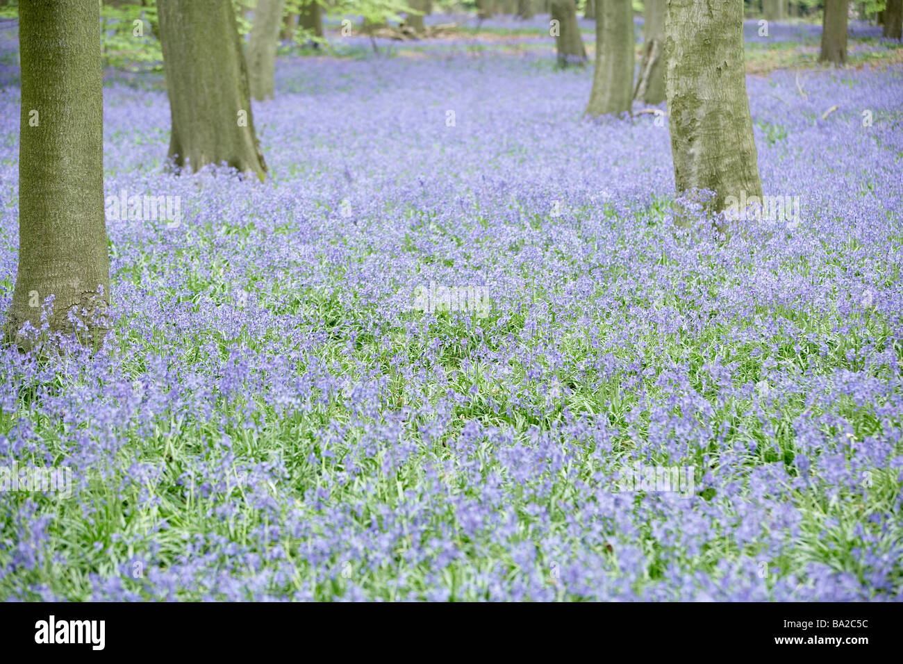 Glockenblumen wachsen im Wald Stockfoto