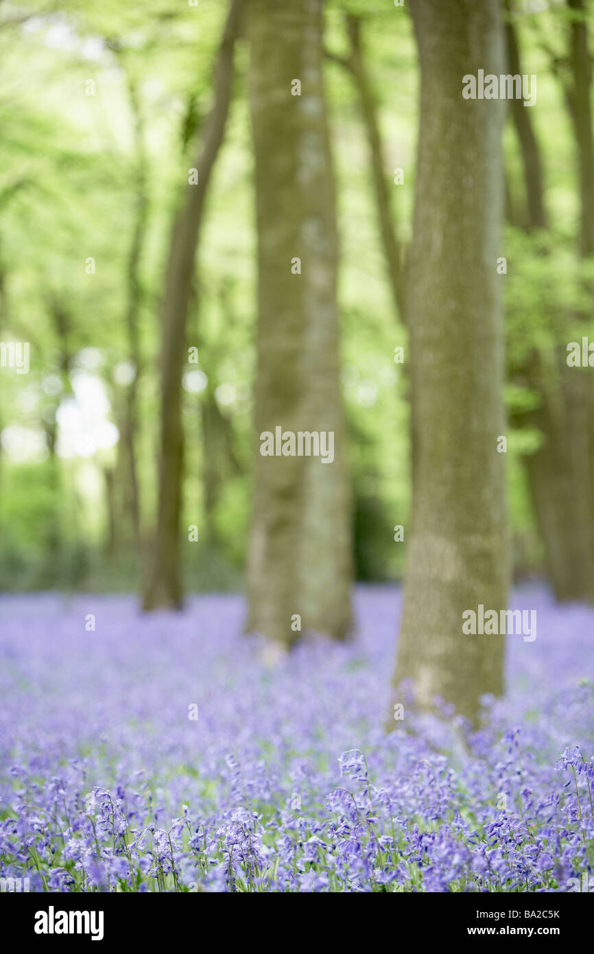 Glockenblumen wachsen im Wald Stockfoto