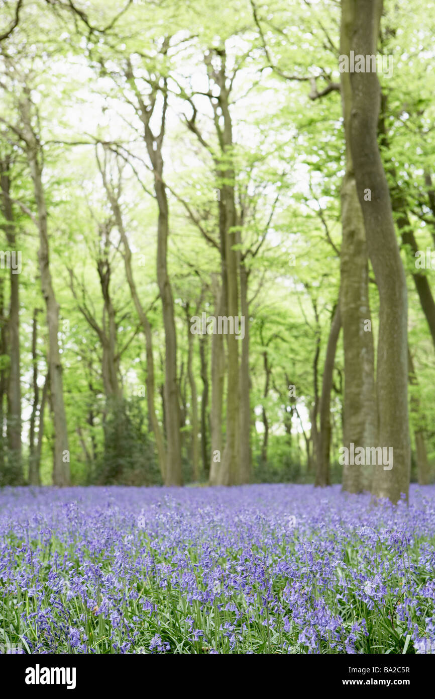 Glockenblumen wachsen im Wald Stockfoto