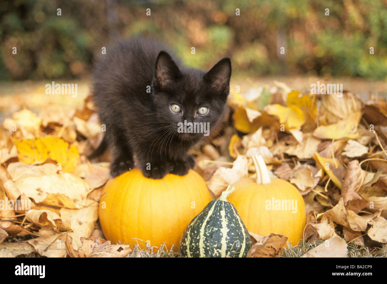 Hauskatze (Felis Silvestris, Felis Catus). Schwarzes Kätzchen stehend auf einem Kürbis Stockfoto
