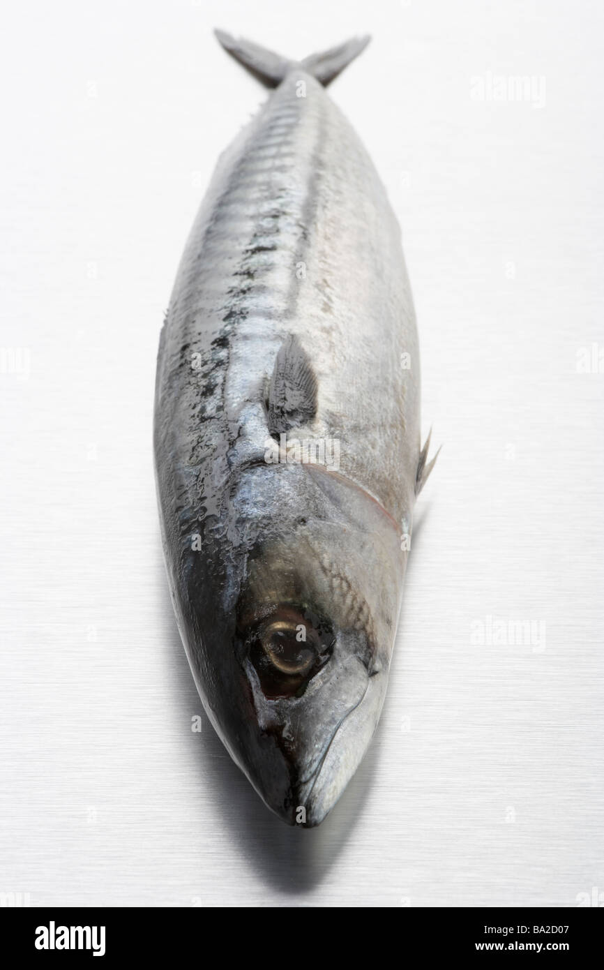 Frischer Fisch auf Bank Stockfoto