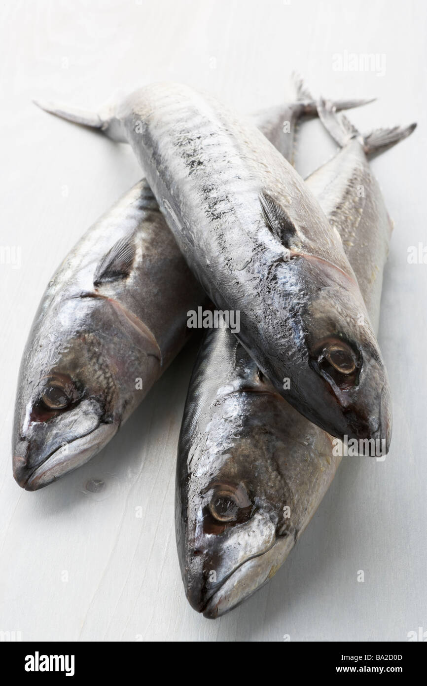 Frischer Fisch auf Bank Stockfoto