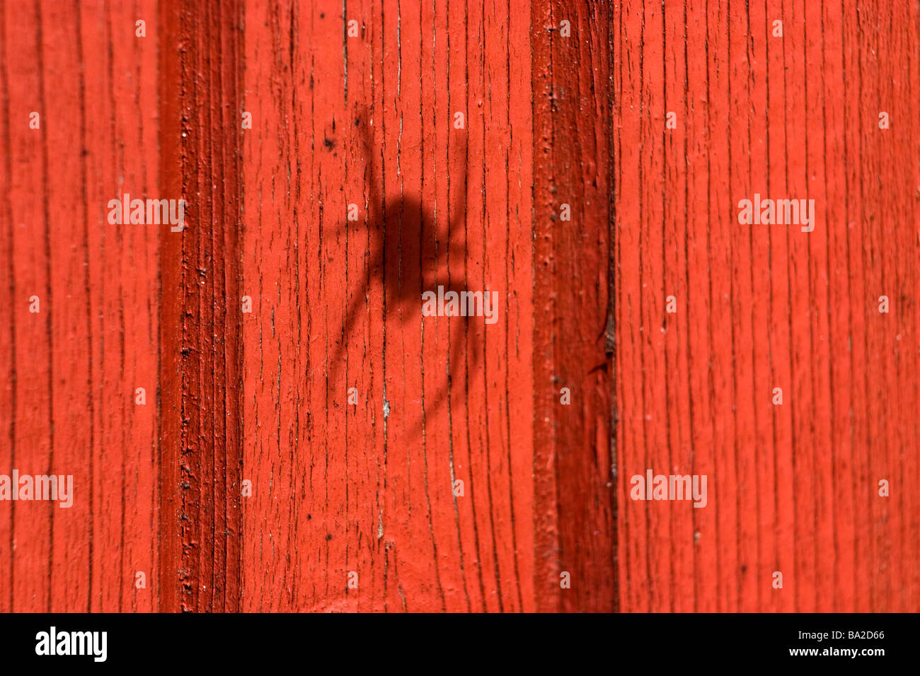 Nahaufnahme der Kreuz Spinne Schatten auf roten Holzwand. Stockfoto