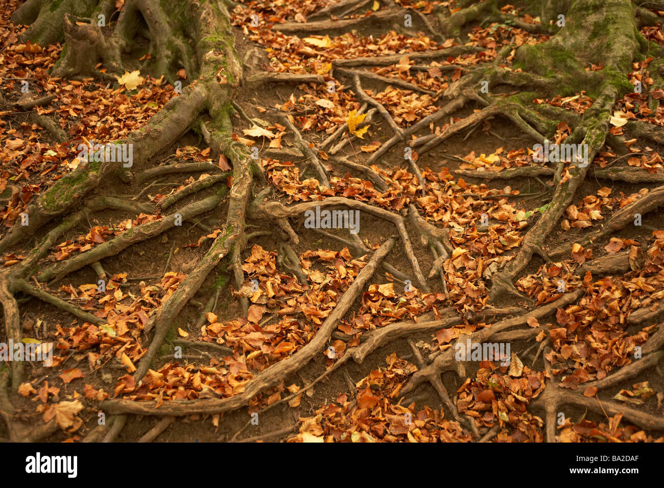 Baumwurzeln durch Herbstlaub Stockfoto
