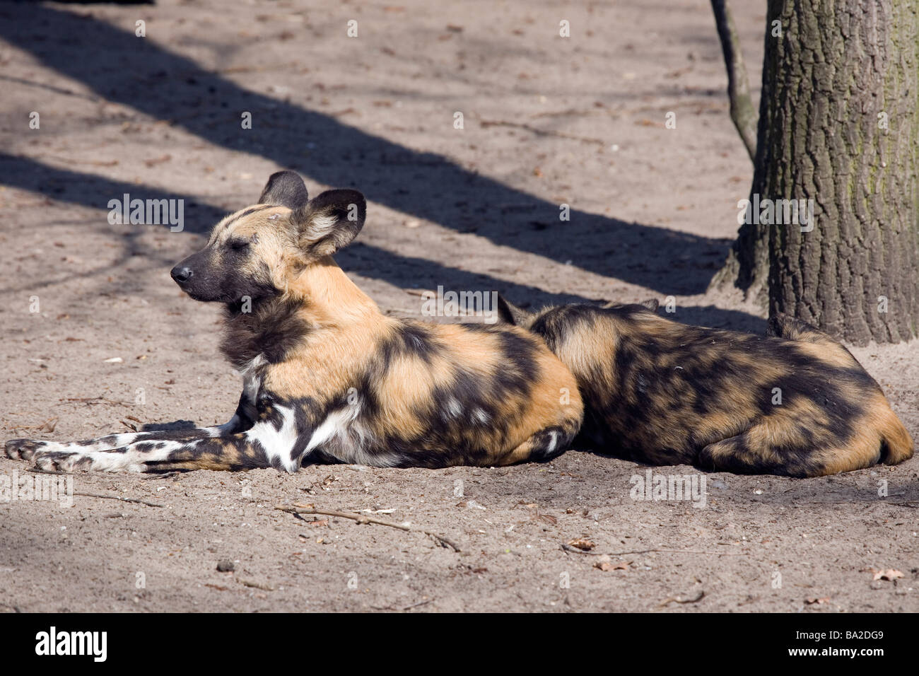 Afrikanischer Wildhund (LYKAON Pictus) Stockfoto