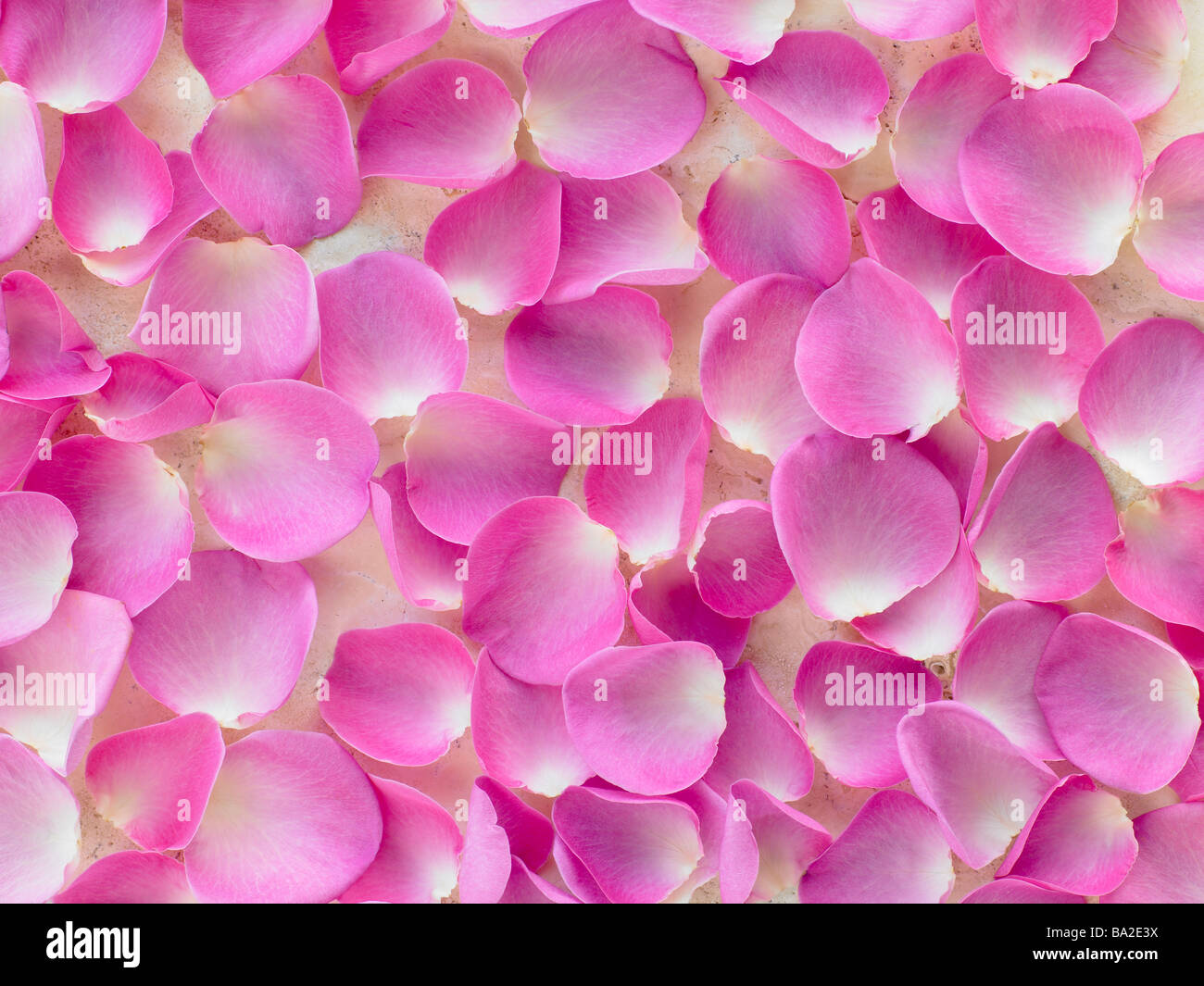 Große Gruppe von rosa Rosenblüten Stockfoto