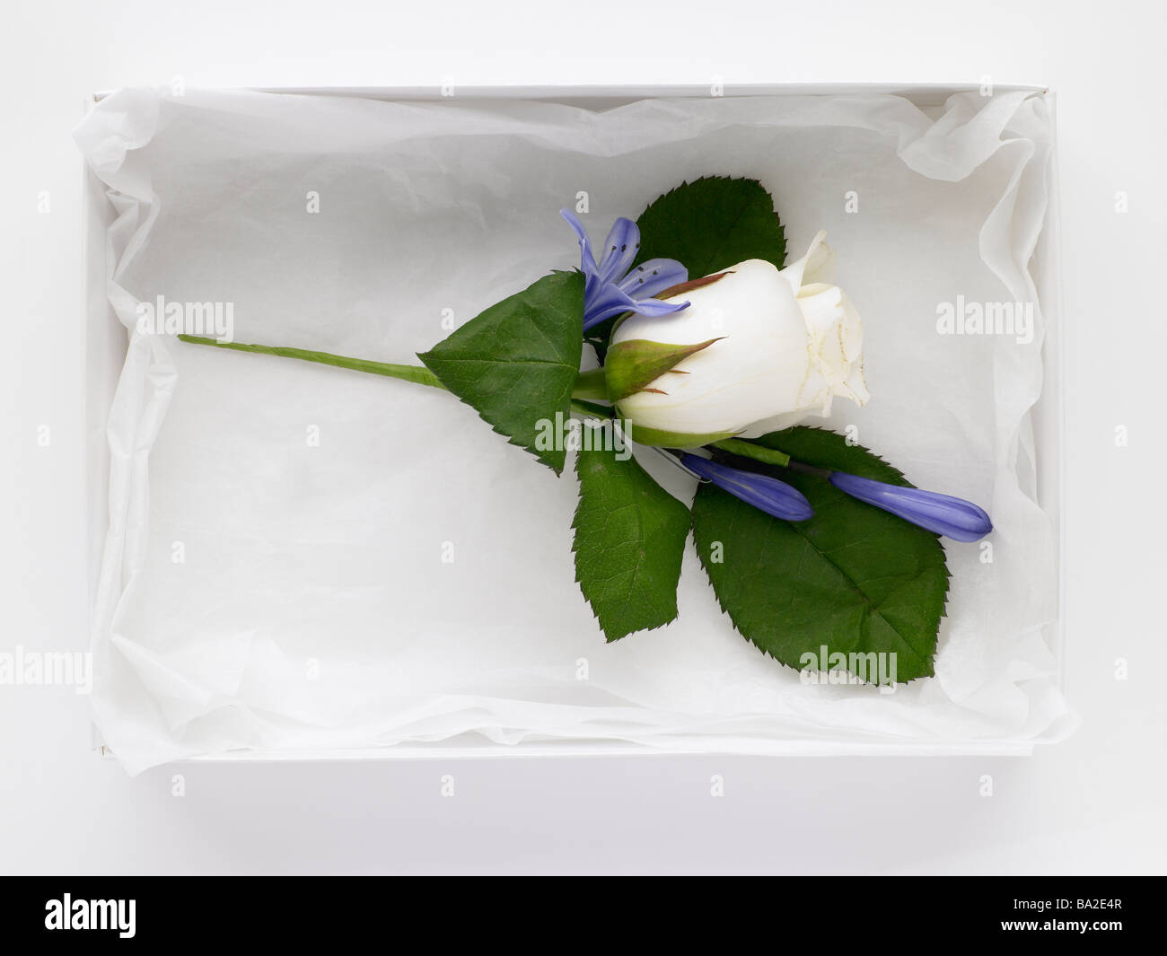 Weiße Rose Corsage Stockfoto