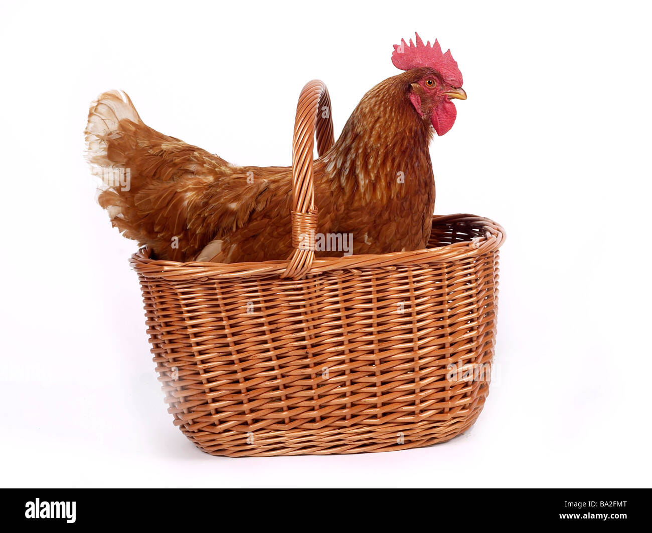 Ein Huhn in einem Korb. Stockfoto