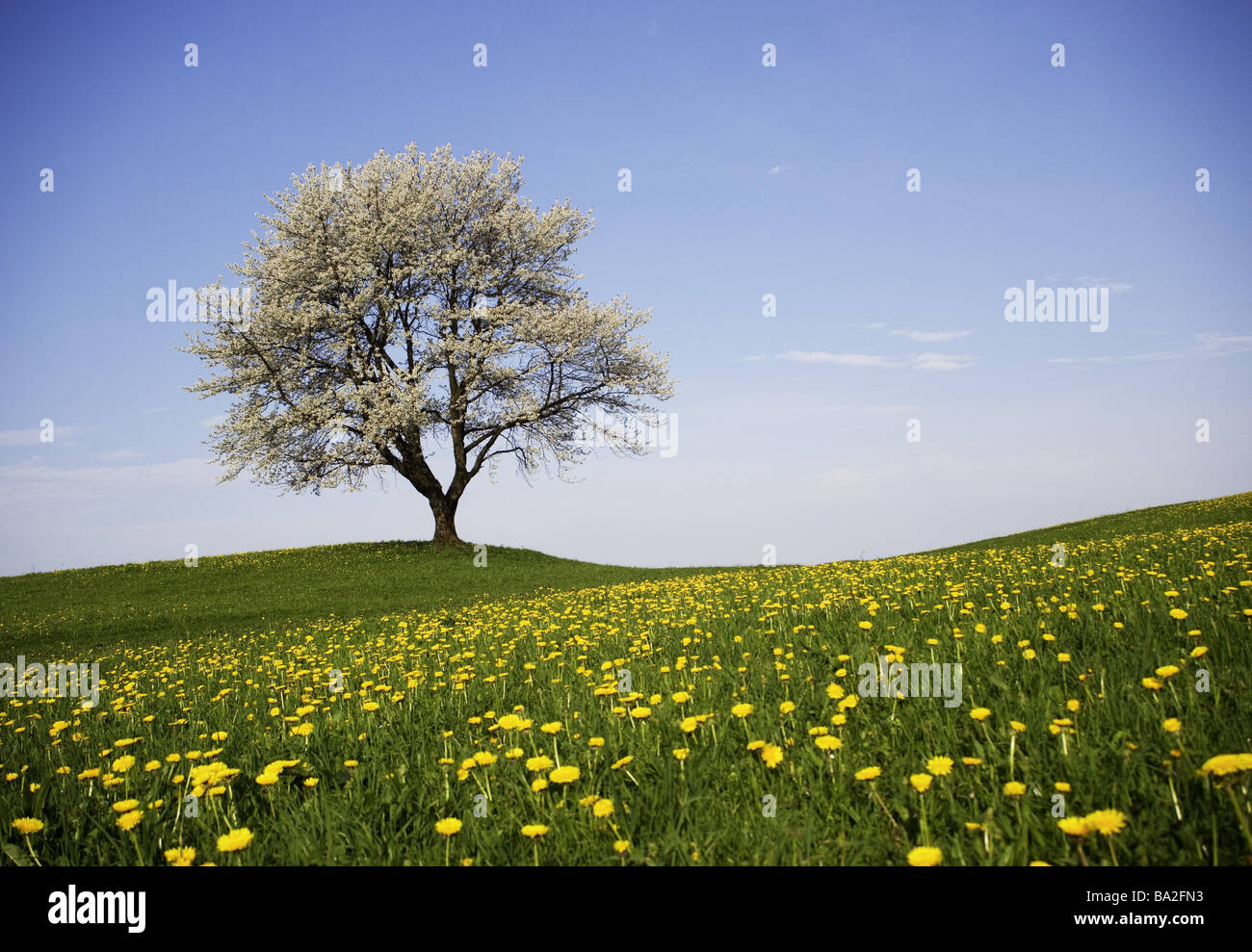 Ist Im Shop Blumenwiese Fruhling Hugel Hugel Landschaft Landschaft Hugelige Wiese Blumen Lowenzahn Wiese Laub Baum Stockfotografie Alamy