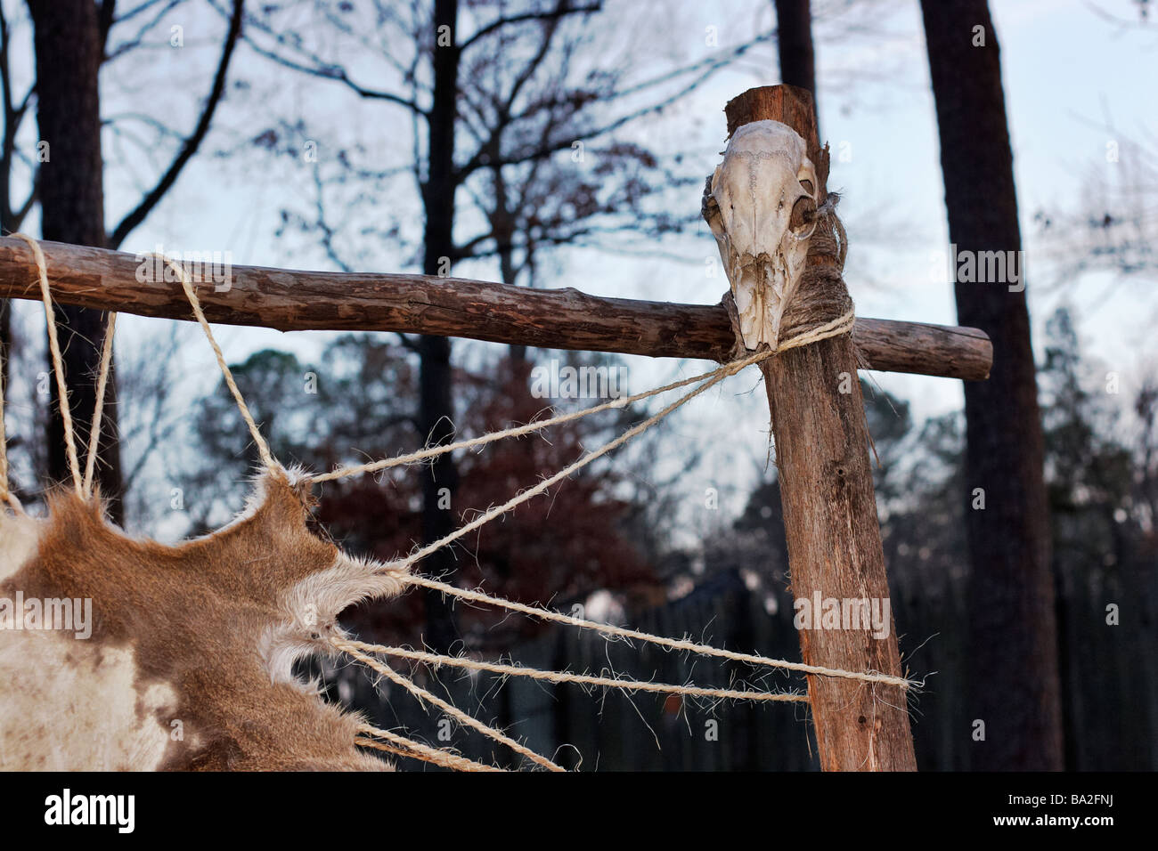 Rehe verstecken Vorbereitung in der Powhatan Indianerdorf in Jamestown Regelung Williamsburg Virginia Stockfoto