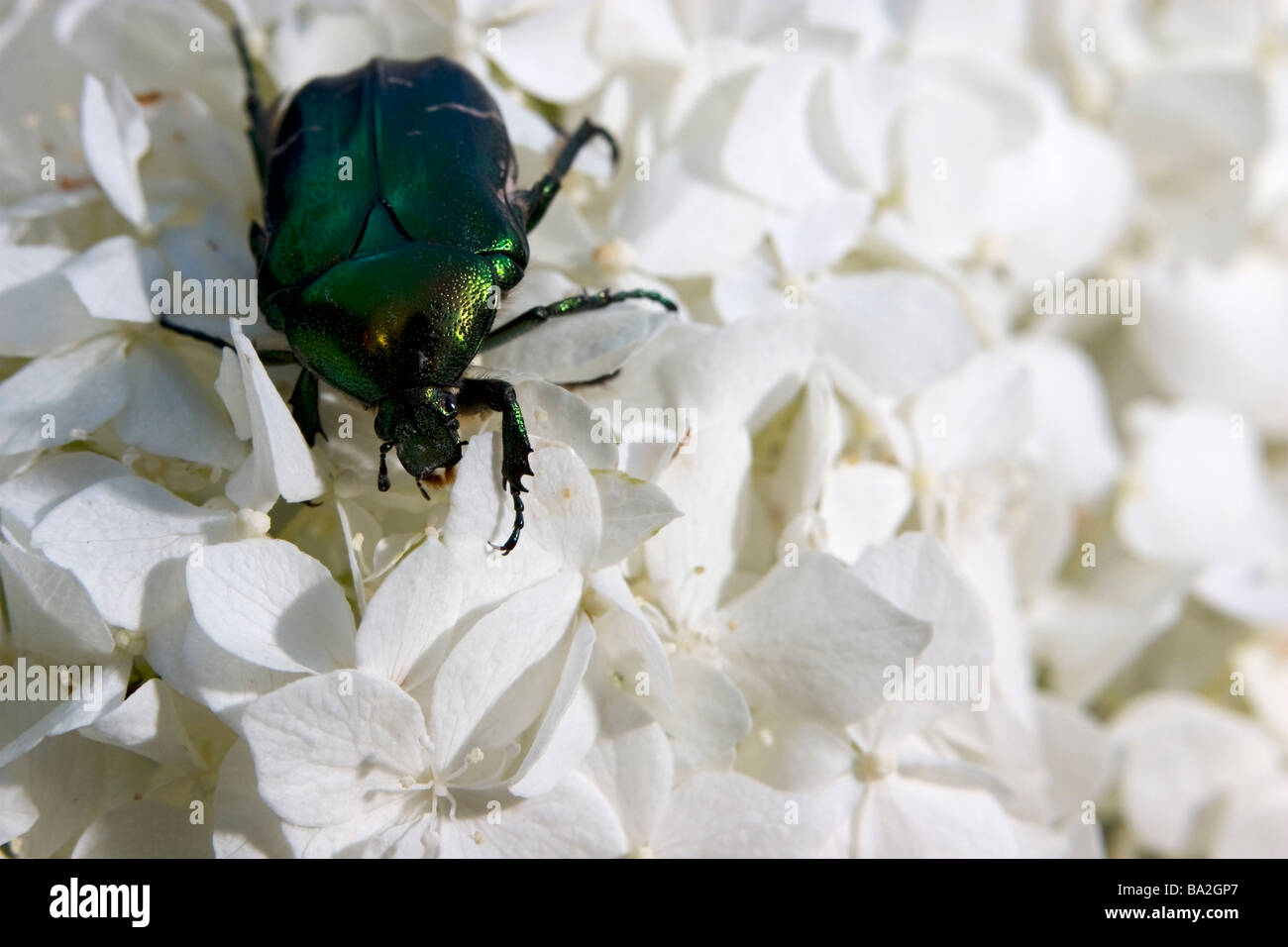 Rose Chafer Fütterung auf Phlox. Stockfoto