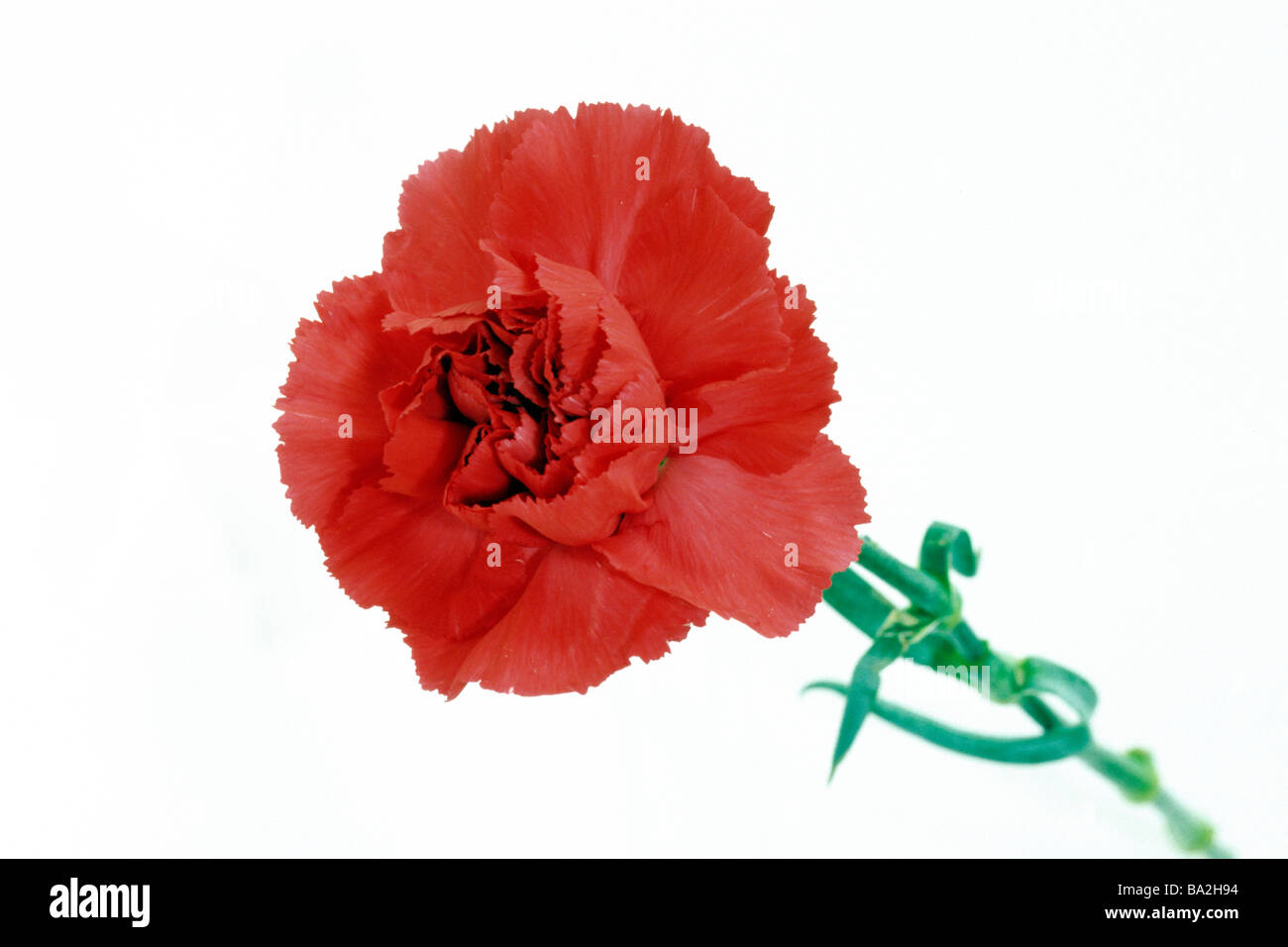 Garten-Nelke (Dianthus Caryophyllus) Schnittblume, Studio Bild Stockfoto