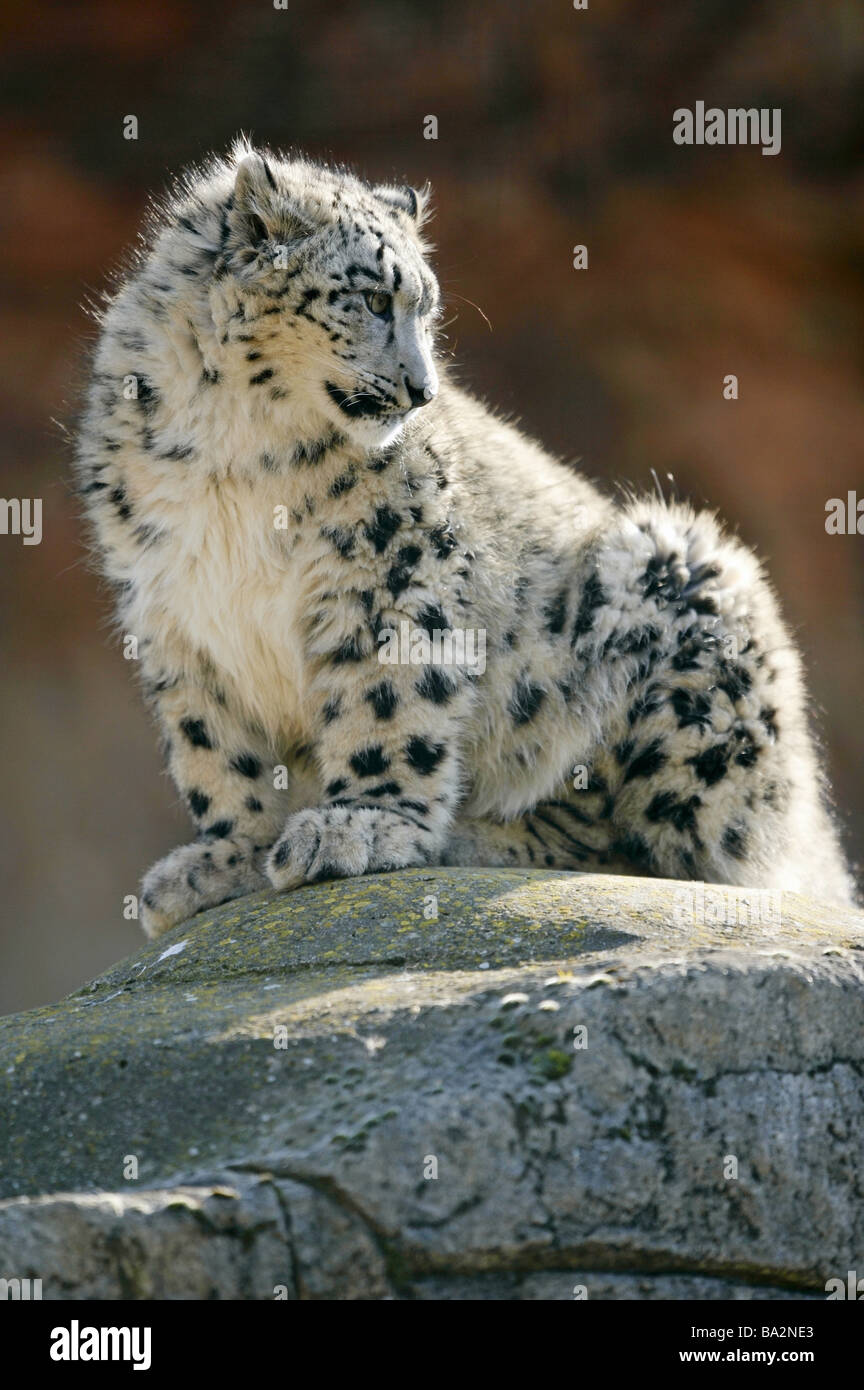 Rock-Schneeleopard Unica Universität-über sitzt Wachsamkeit Serie Tierwelt Tier Spiel-Tier Säugetier Fleischfresser räuberische Katze Saisonangebote Stockfoto