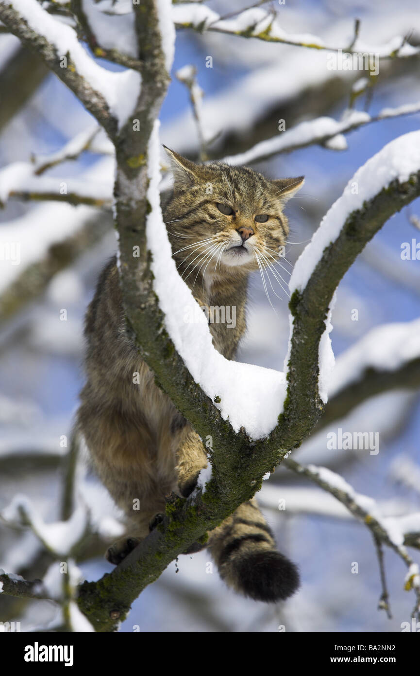 Zweige wildcat Felis Silvestris Wachsamkeit Winter Tierwelt Tier Säugetier Fleischfresser Katze kleine Katze Wildkatze Felidae Baum Stockfoto