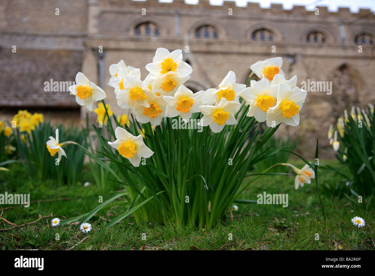 Gelbe Feder Narzissen in St Marys Allerheiligen Kirche Nassington Dorf Northamptonshire County England Uk Stockfoto