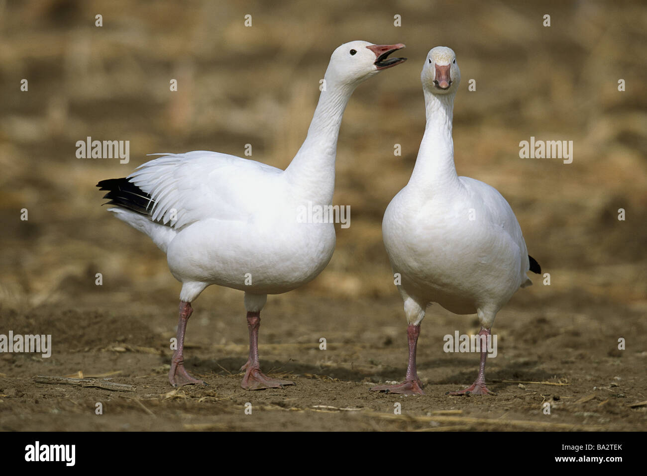 Schnee-Gänse Anser Caerulescens durchführen Balz Display Spiel-Tiere Tiere Vögel Ente-Vögel echte Gänse Entenvögel Anserini Stockfoto