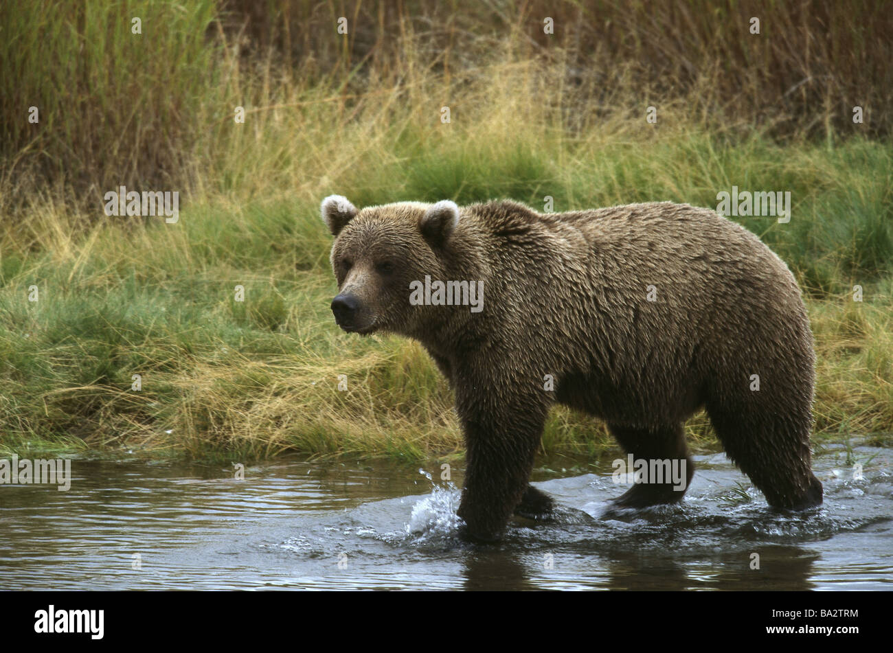 USA Alaska Katami Nationalpark Fluss Grizzlybär Ursus Arctos Horribilis USA Nordamerika Wasser Tier Bär Stockfoto