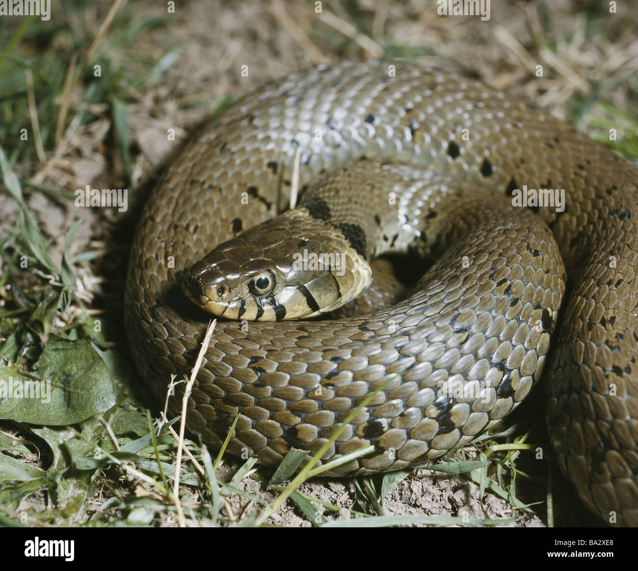Lehm-Boden Ringel-Addierer Natrix Natrix aufgerollt Tierwelt Tier Reptil Reptilien Schlange Addierer schadstofffreier mehr Lau Stockfoto