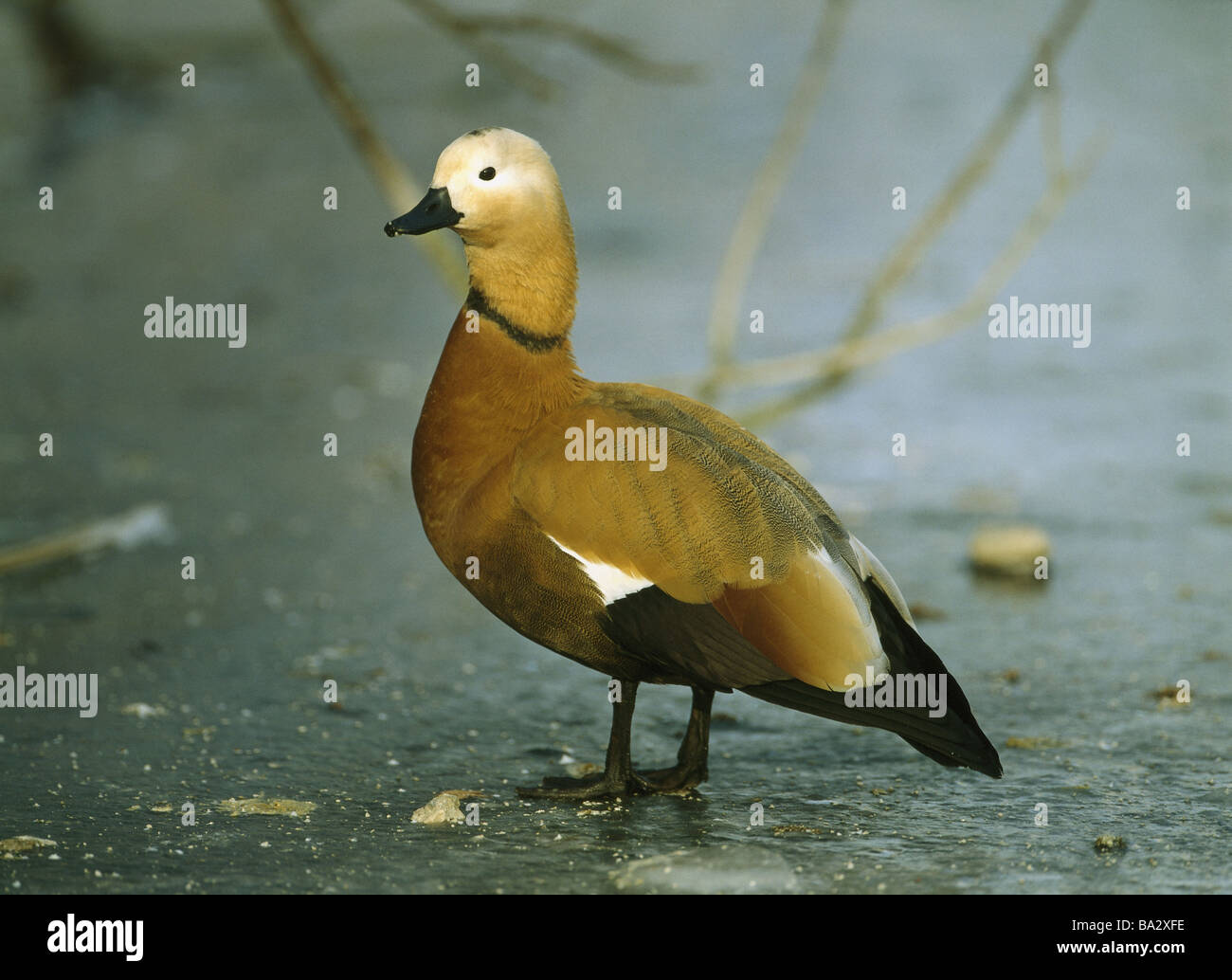 Eisfläche Rost-Gans Tadorna Ferruginea Wildlife Tiere Vogel semi-Gänse Gans-Vogel Ente-Vogel Gans außen außen Stockfoto