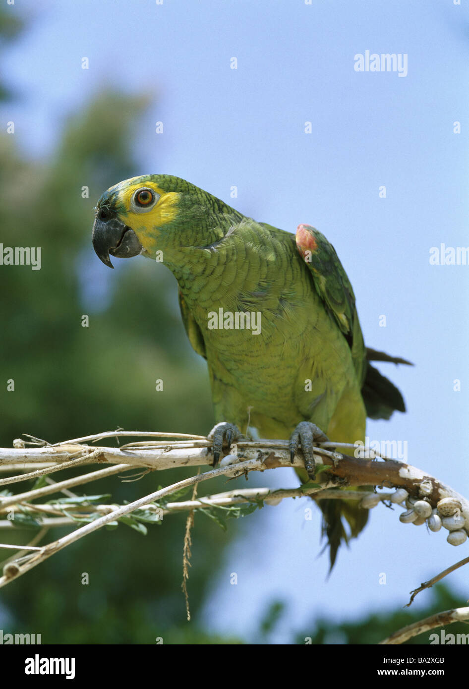Blau-Stirn-Amazon Amazona Aestiva Aufmerksamkeit Wildlife Tiere Vogel  Papagei Rotbugaamazone Amazon Gefieder grün gelb exotische Stockfotografie  - Alamy