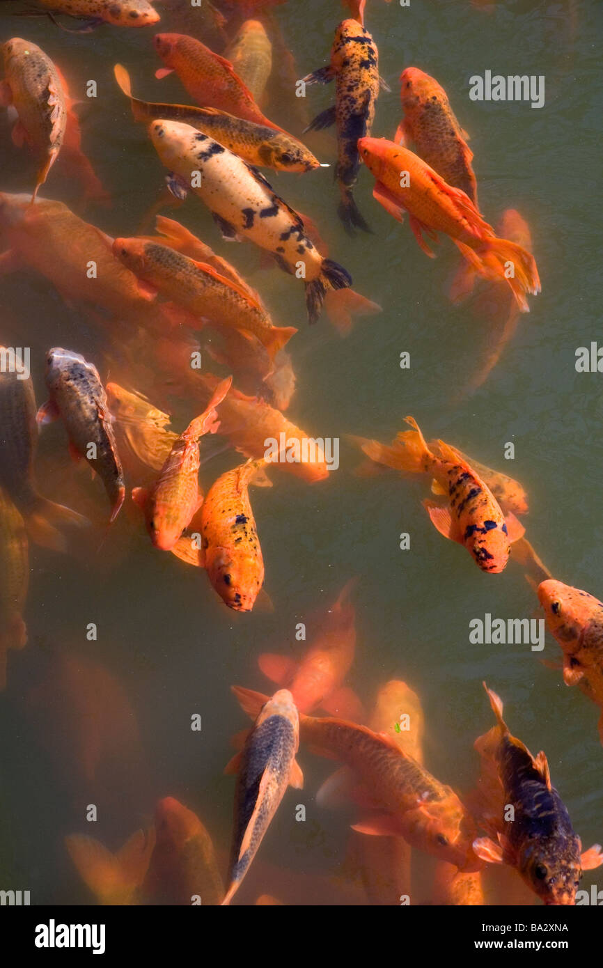 Ornamentale Koi Fische in einem Teich an der kaiserlichen Zitadelle von Hue, Vietnam Stockfoto