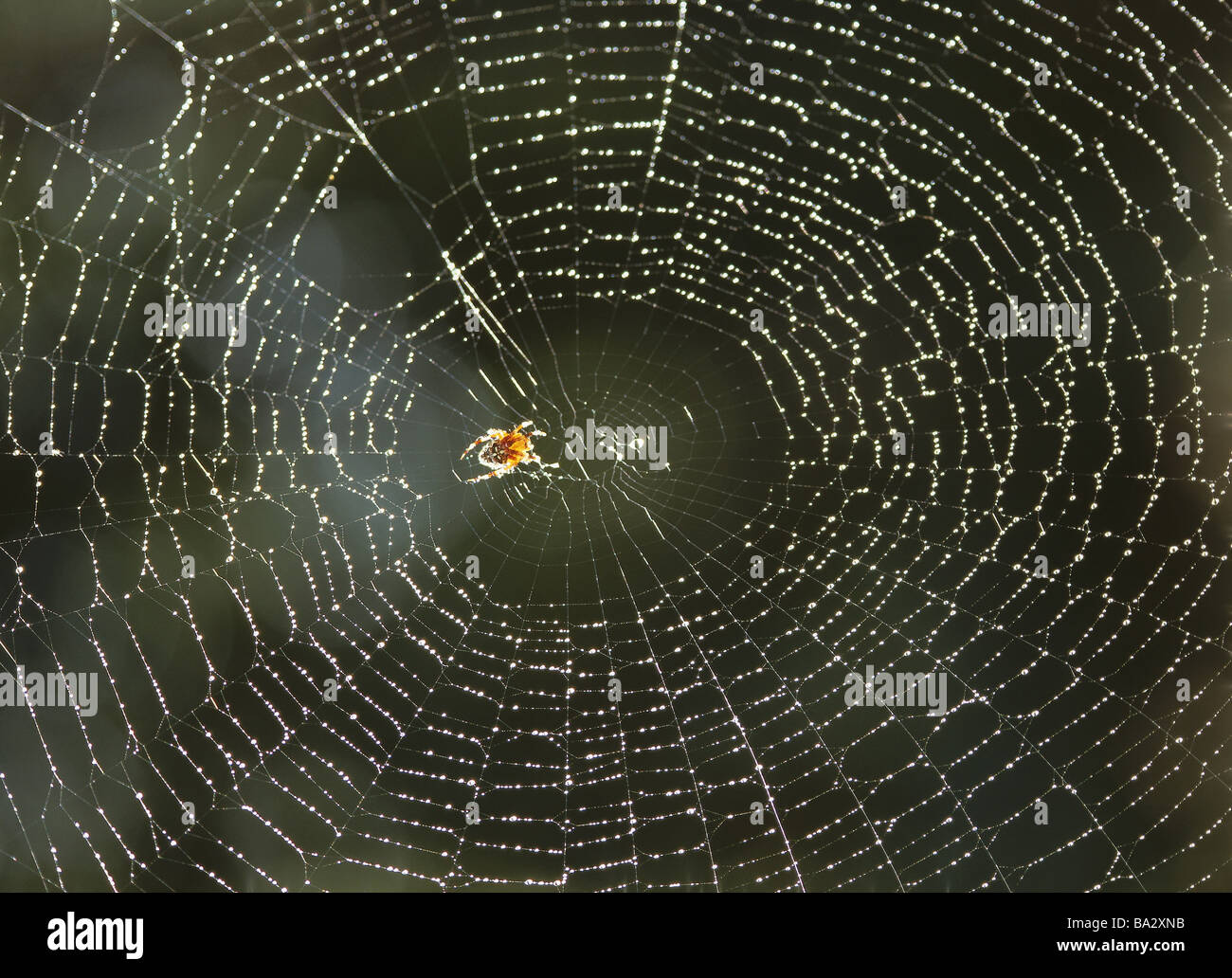 Spinnennetz nassen Kreuz-Spinne Araneus Diadematus zurück Licht Tierwelt Tier Spider Arachnid Webspinne Rad-Net-Spinne Araneidae net Stockfoto