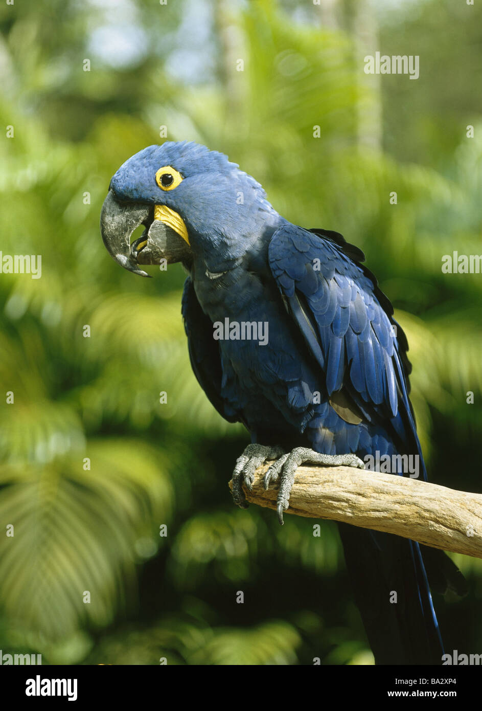 Filiale Hyazinthara Anodorhynchus Hyacinthinus Wachsamkeit Wildlife Tiere  Vogel Papagei Ara Gefieder blau Blauara großer-Papagei Stockfotografie -  Alamy