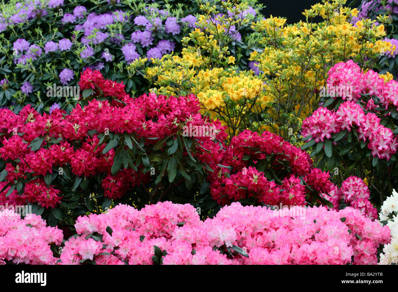 Garten Rhododendron Rhododendron spec blht anders-bunt Detail Strucher  Ornament-Strucher Rhododendron-Bsche Stockfotografie - Alamy