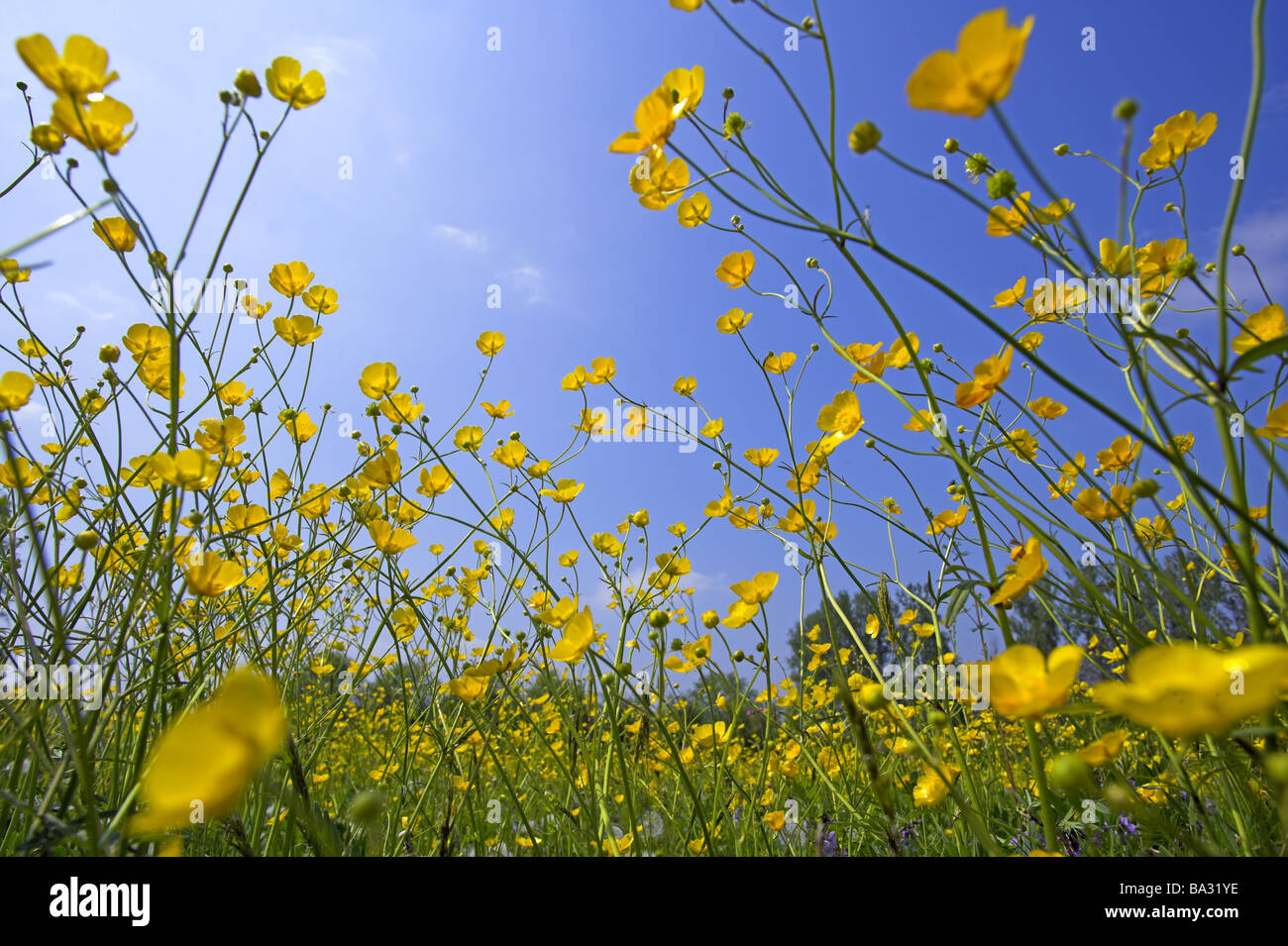 Hahn blumenwiese -Fotos und -Bildmaterial in hoher Auflösung – Alamy