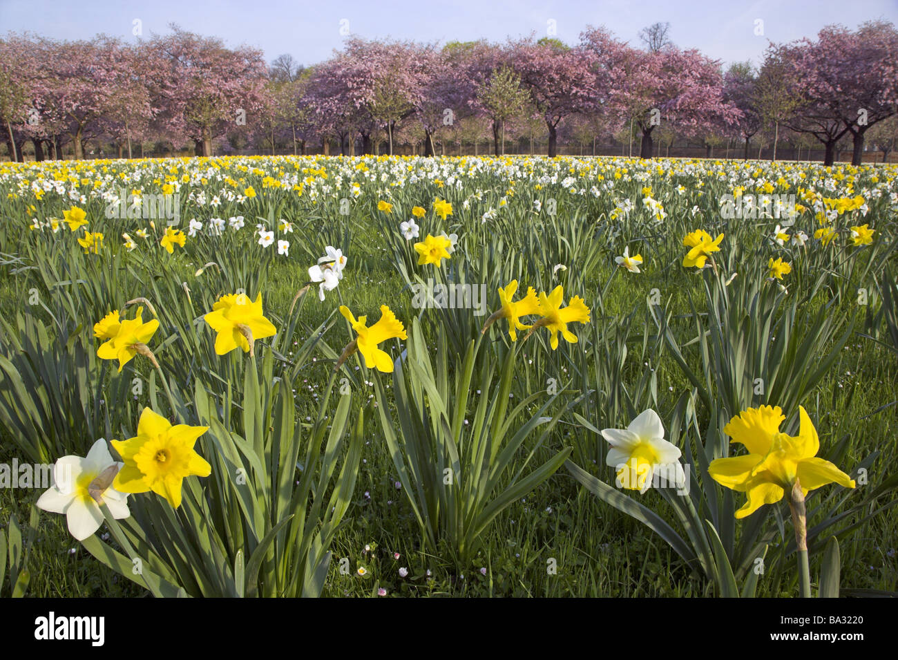 Blumenwiese Narzissen Narcissus Pseudonarcissus Wiese BlumeFeld