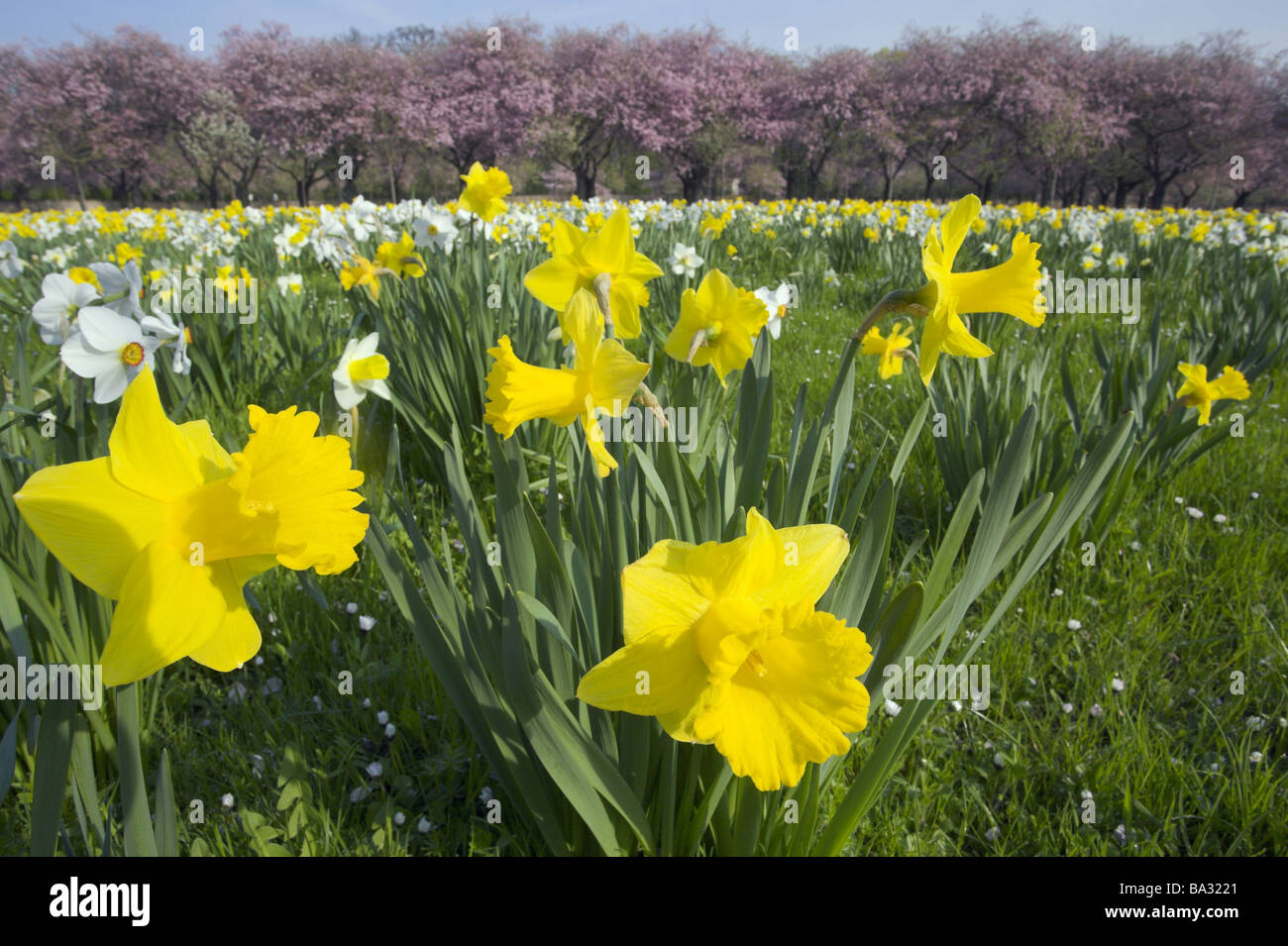 Blumenwiese Narzissen Narcissus Pseudonarcissus Wiese BlumeFeld