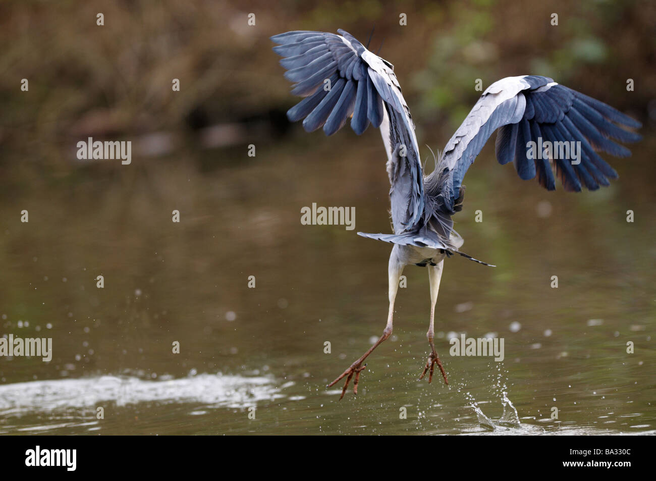 Ardeidae Ardea Cinerea Graureiher, immer bereit, ein Entlein, Cherry Hinton Cambridge UK fangen Stockfoto