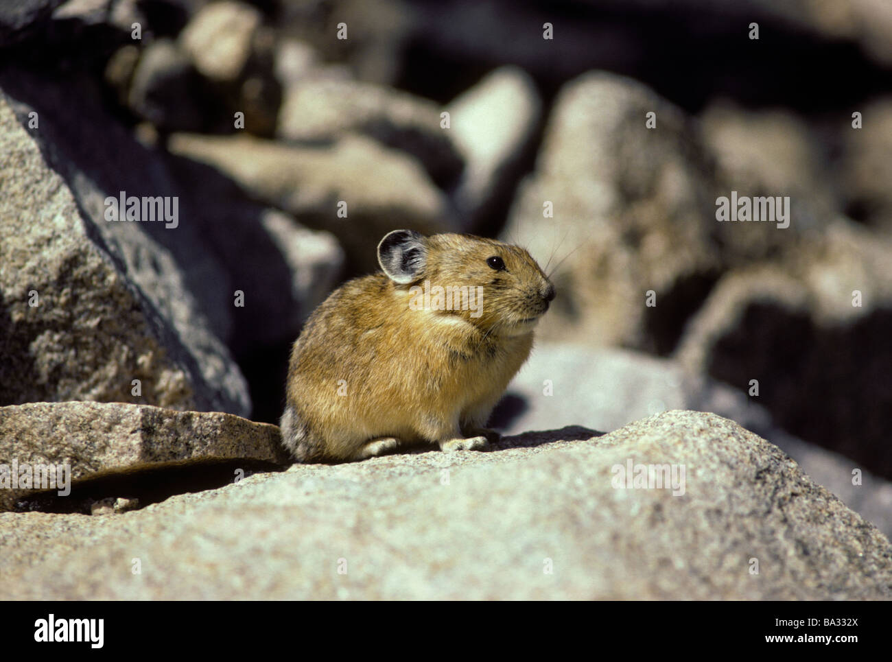 Pika oder Cony ruht auf Felsen, (Ochotona Princeps) Mt. Evans, Colorado USA Stockfoto