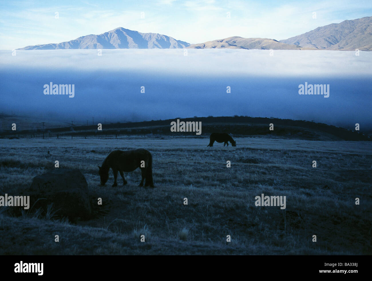 Schürfwunden Argentinien Anden Atacama-Wüste Pferde Lateinamerika Südamerika Bergen der Wüste Atacama Landschaft Tiere Säugetiere Stockfoto