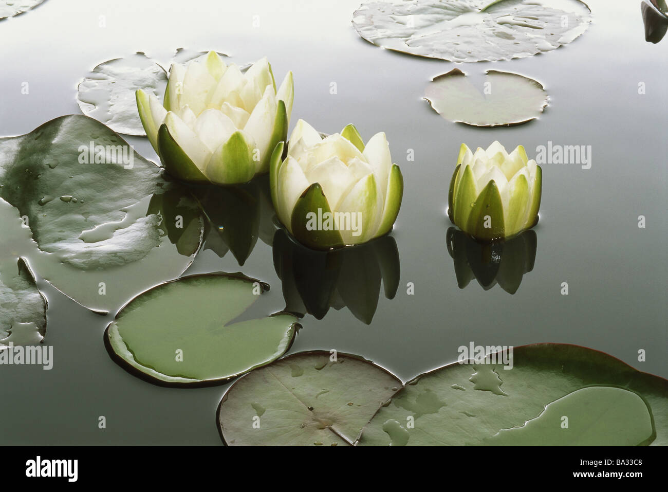 SeeroseTeich Seerosen Nymphaea Alba blüht Serie weiß Meer Vegetation